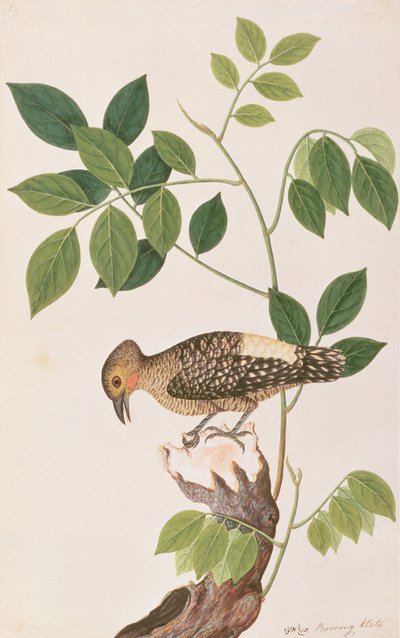 Picchio dal Groppone Buff, da Disegni di Uccelli di Malacca, c.1805-18 da Chinese School